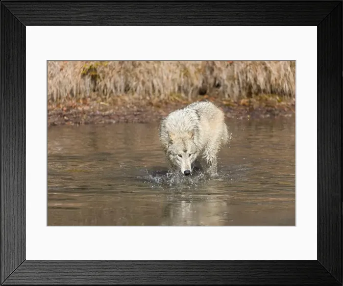Framed Print : Grey wolf Canis lupus, adult walking in river, Montana, USA, March Framed Print : Grey wolf Canis lupus, adult walking in river, Montana, USA, March