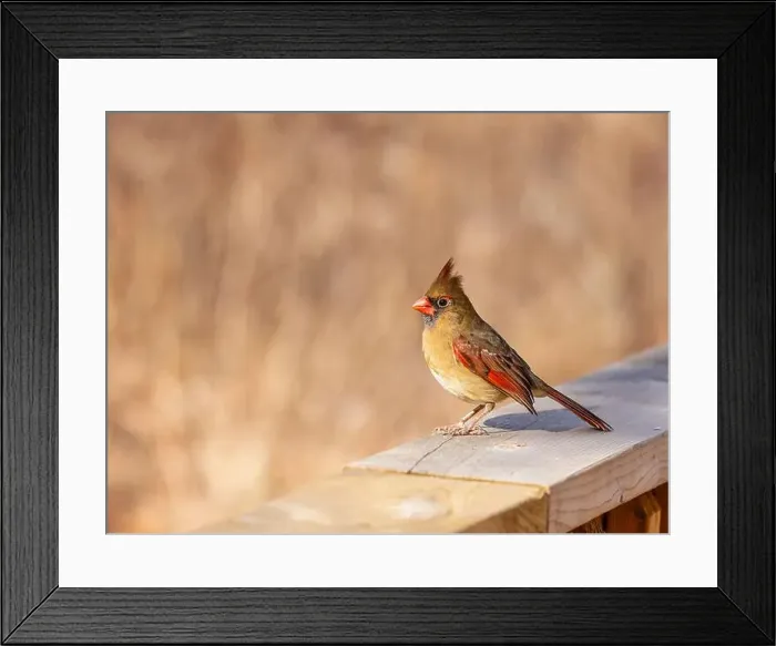 Framed Print : Female Northern cardinal perched on the wooden railing Framed Print : Female Northern cardinal perched on the wooden railing