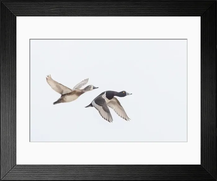 Framed Print : Ring-necked ducks taking flight over the winter snow in Ottawa, Canada Framed Print : Ring-necked ducks taking flight over the winter snow in Ottawa, Canada