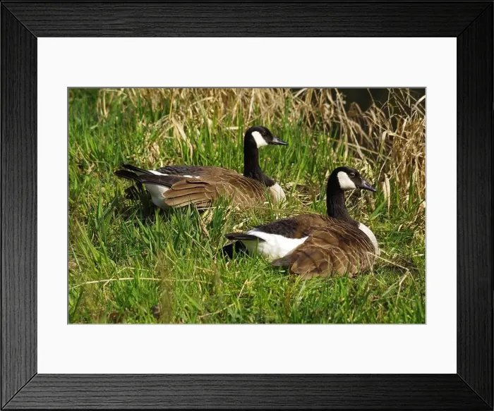 Framed Print : Canadian Goose near a lake at Gießen Town Framed Print : Canadian Goose near a lake at Gießen Town