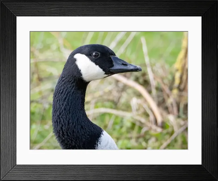 Framed Print : Close-Up of a Canada Goose. head isolated on white background ( Branta Canadensis ) Framed Print : Close-Up of a Canada Goose. head isolated on white background ( Branta Canadensis )