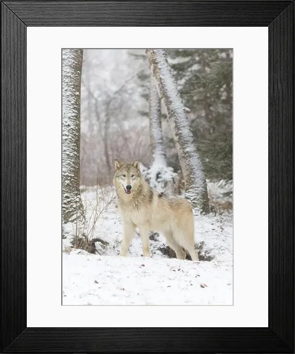 Framed Print : Grey wolf Canis lupus, adult standing at snow covered forest edge, Montana, USA, March Framed Print : Grey wolf Canis lupus, adult standing at snow covered forest edge, Montana, USA, March