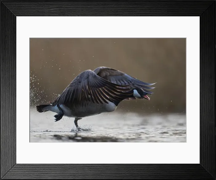 Framed Print : Canada Goose (Branta canadensis) taking off from a lake on the Somerset Levels in Somerset, United Kingdom Framed Print : Canada Goose (Branta canadensis) taking off from a lake on the Somerset Levels in Somerset, United Kingdom