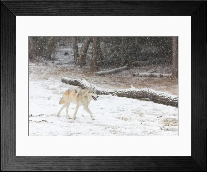 Framed Print : Grey wolf Canis lupus, adult walking at forest edge during snowfall, Montana, USA, March Framed Print : Grey wolf Canis lupus, adult walking at forest edge during snowfall, Montana, USA, March