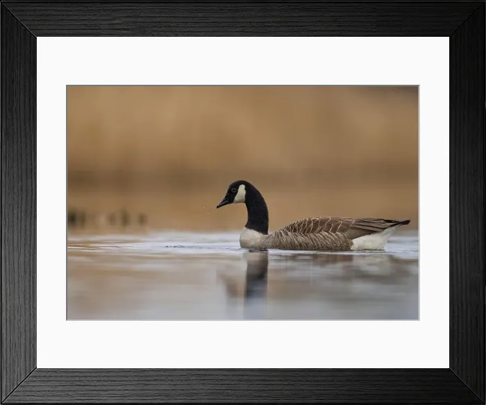 Framed Print : Canada Goose (Branta canadensis) swimming on a lake on the Somerset Levels in Somerset, United Kingdom Framed Print : Canada Goose (Branta canadensis) swimming on a lake on the Somerset Levels in Somerset, United Kingdom