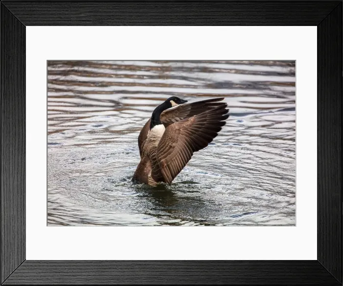 Framed Print : Canada Goose flapping its wins in a lake. County Durham, England, UK Framed Print : Canada Goose flapping its wins in a lake. County Durham, England, UK