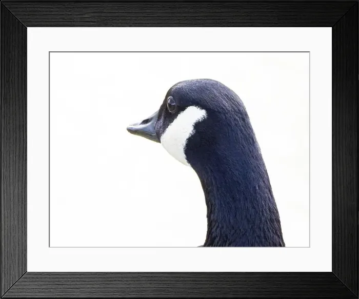 Framed Print : Close-Up of a Canada Goose. head isolated on white background ( Branta Canadensis ) Framed Print : Close-Up of a Canada Goose. head isolated on white background ( Branta Canadensis )
