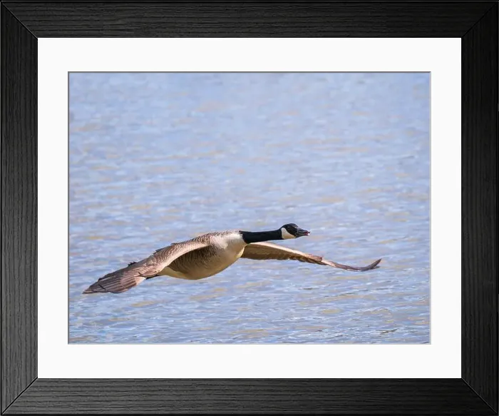 Framed Print : A Canada Goose in Flight Framed Print : A Canada Goose in Flight