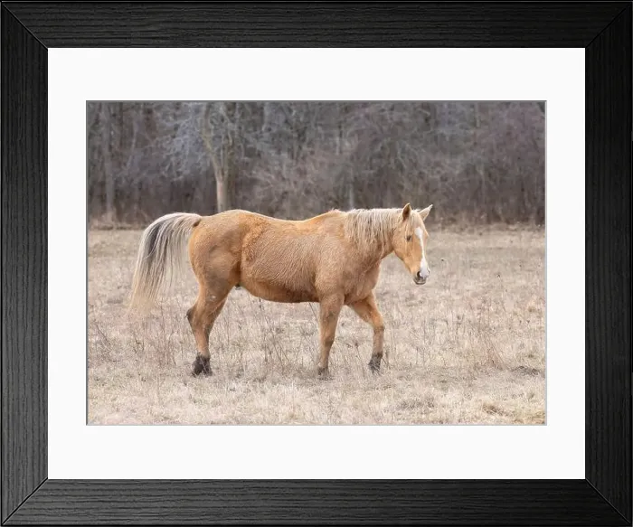 Framed Print : Light brown horse walking in a meadow on Wolfe Island, Ontario, Canada Framed Print : Light brown horse walking in a meadow on Wolfe Island, Ontario, Canada