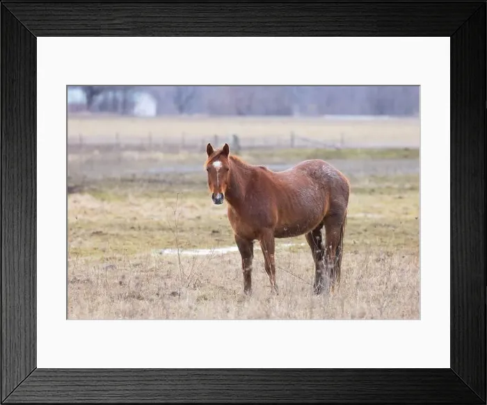 Framed Print : Brown horse standing in a meadow on Wolfe Island, Ontario, Canada Framed Print : Brown horse standing in a meadow on Wolfe Island, Ontario, Canada