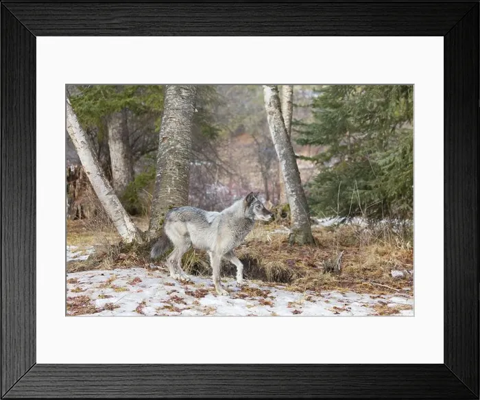 Framed Print : Grey wolf Canis lupus, adult standing at forest edge, Montana, USA, March