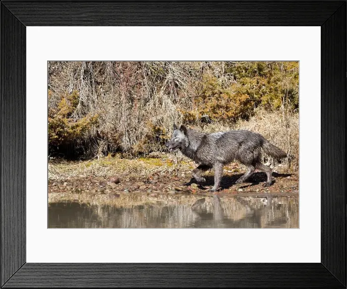 Framed Print : Grey wolf Canis lupus, adult walking at river edge, Montana, USA, March Framed Print : Grey wolf Canis lupus, adult walking at river edge, Montana, USA, March