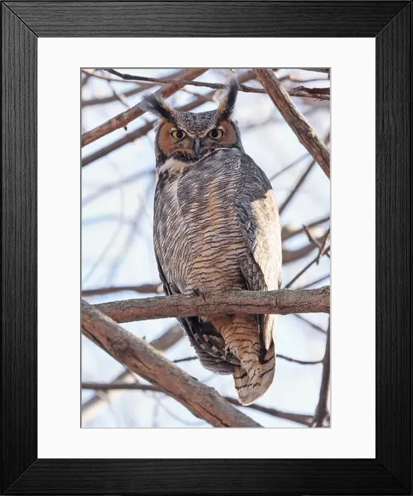 Framed Print : Great-horned Owl perched on a branch in the forest, Quebec, Canada Framed Print : Great-horned Owl perched on a branch in the forest, Quebec, Canada