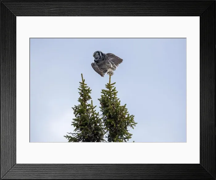 Framed Print : Northern Hawk Owl (Surnia ulula) in the boreal forest of Saskatchewan Framed Print : Northern Hawk Owl (Surnia ulula) in the boreal forest of Saskatchewan