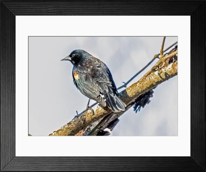 Framed Print : A Red Winged Blackbird isolated on a branch over a marsh in Southwestern Ontario, Canada