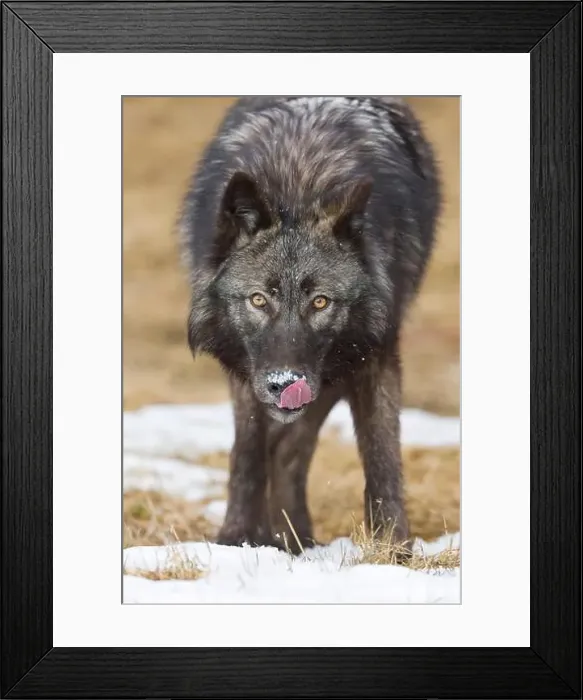 Framed Print : Grey wolf Canis lupus, adult licking snow from nose, Montana, USA, March Framed Print : Grey wolf Canis lupus, adult licking snow from nose, Montana, USA, March