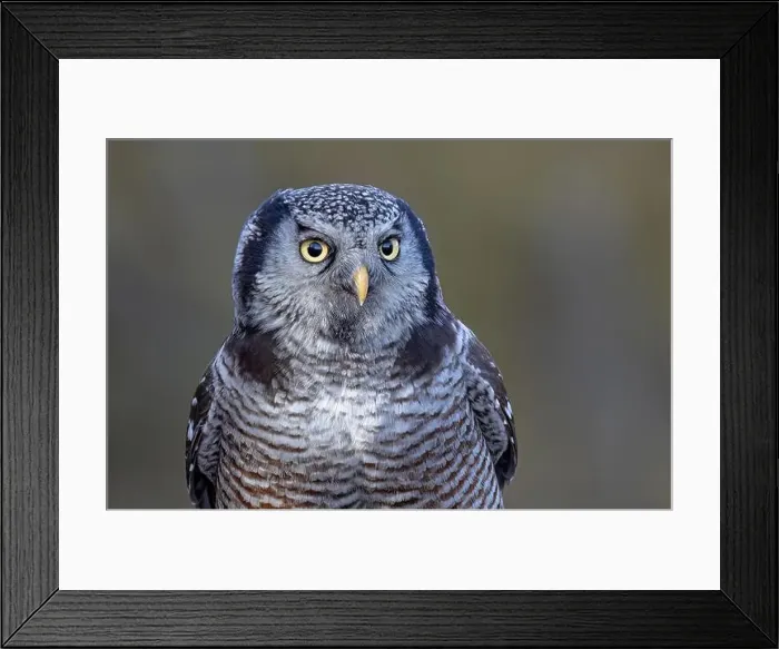 Framed Print : Northern Hawk-Owl closeup perched on a post in winter in Canada Framed Print : Northern Hawk-Owl closeup perched on a post in winter in Canada