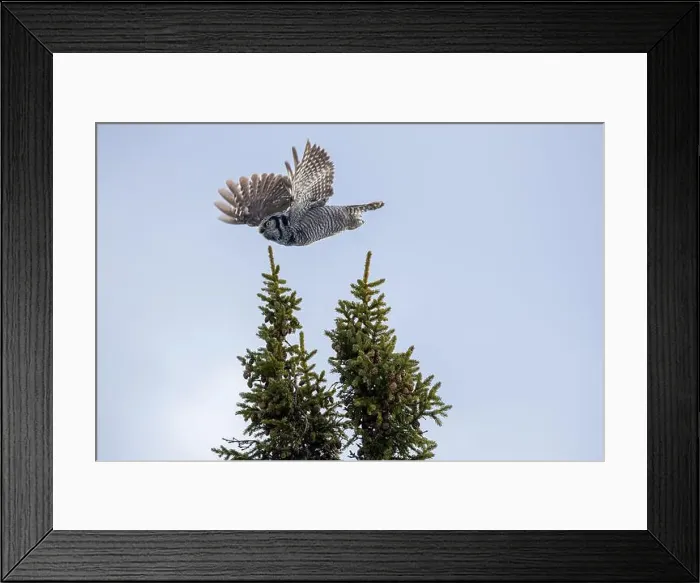 Framed Print : Northern Hawk Owl (Surnia ulula) in the boreal forest of Saskatchewan Framed Print : Northern Hawk Owl (Surnia ulula) in the boreal forest of Saskatchewan