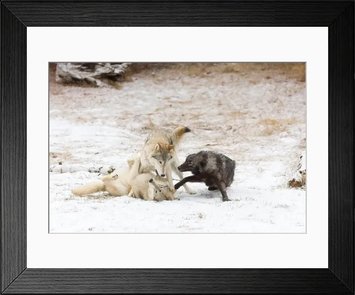 Framed Print : Grey wolf Canis lupus, 3 adults playing on snow, Montana, USA, March Framed Print : Grey wolf Canis lupus, 3 adults playing on snow, Montana, USA, March