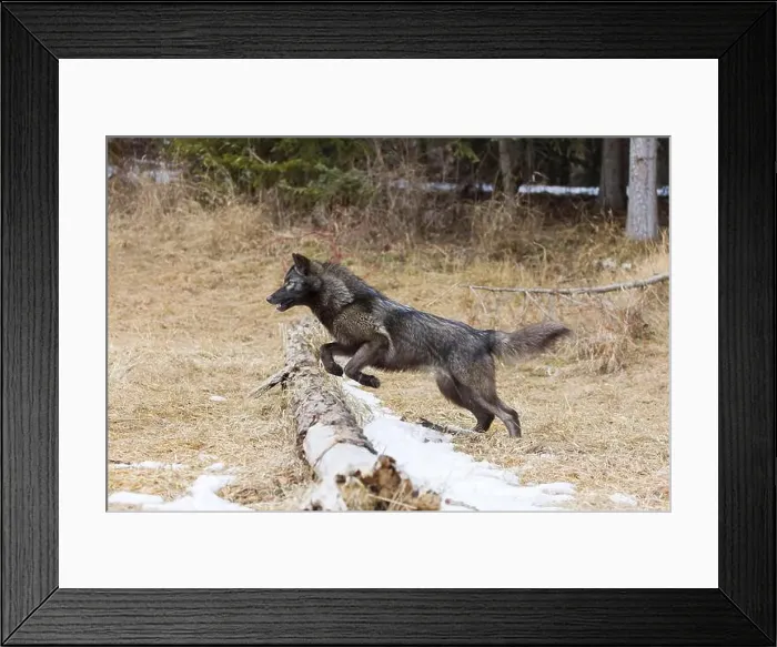 Framed Print : Grey wolf Canis lupus, adult jumping over fallen tree, Montana, USA, March Framed Print : Grey wolf Canis lupus, adult jumping over fallen tree, Montana, USA, March