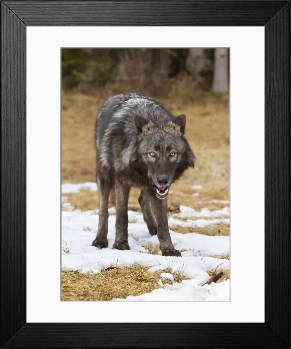 Framed Print : Grey wolf Canis lupus, adult standing on snow covered grass at forest edge, Montana, USA, March Framed Print : Grey wolf Canis lupus, adult standing on snow covered grass at forest edge, Montana, USA, March