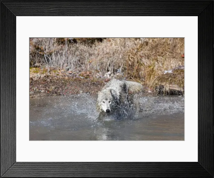 Framed Print : Grey wolf Canis lupus, adult running in river, Montana, USA, March Framed Print : Grey wolf Canis lupus, adult running in river, Montana, USA, March