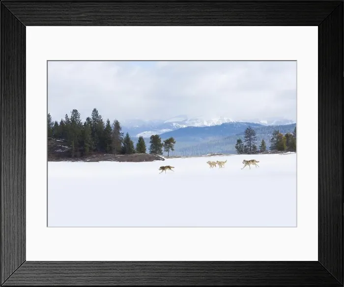 Framed Print : Grey wolf Canis lupus, 4 adults running across snow covered landscape, Montana, USA, March, composite image Framed Print : Grey wolf Canis lupus, 4 adults running across snow covered landscape, Montana, USA, March, composite image