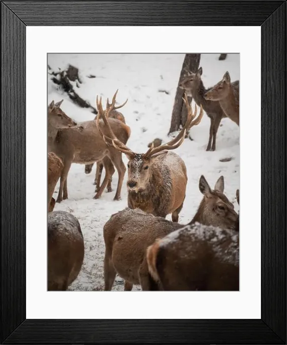 Framed Print : Male red deer with large antlers standing in middle of herd in winter Framed Print : Male red deer with large antlers standing in middle of herd in winter