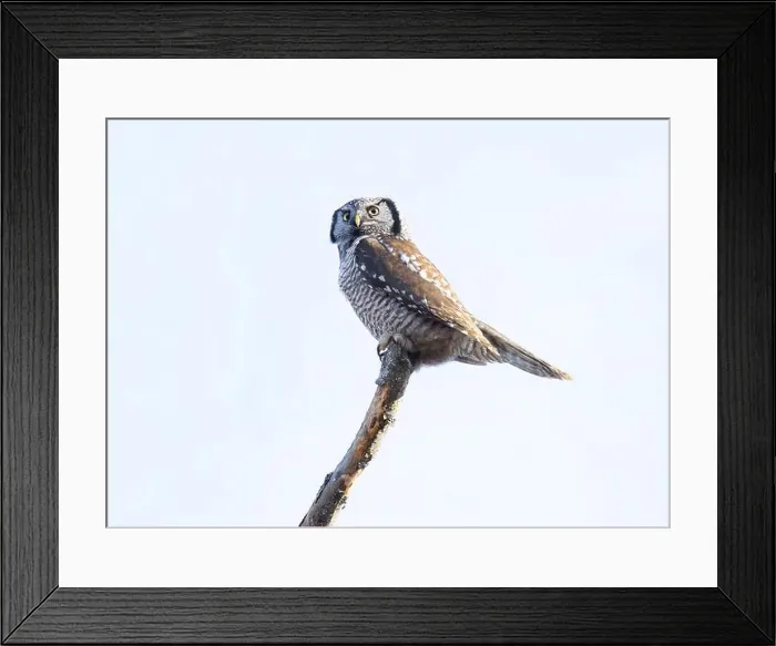 Framed Print : Northern Hawk-Owl (Surnia ulula) perched in a tree hunting in winter in Canada Framed Print : Northern Hawk-Owl (Surnia ulula) perched in a tree hunting in winter in Canada
