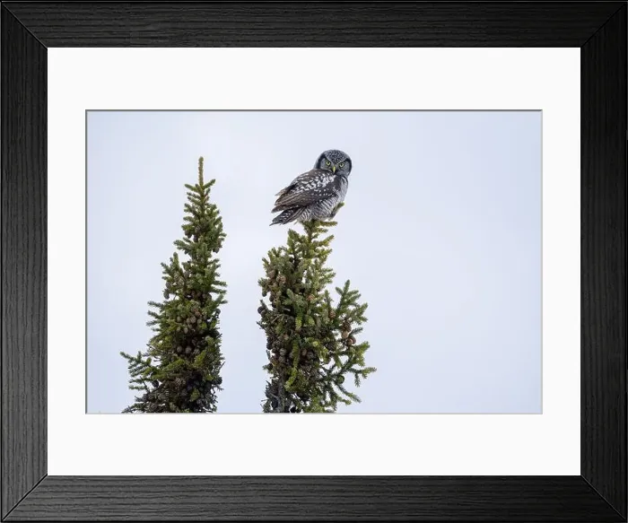 Framed Print : Northern Hawk Owl (Surnia ulula) in the boreal forest of Saskatchewan Framed Print : Northern Hawk Owl (Surnia ulula) in the boreal forest of Saskatchewan