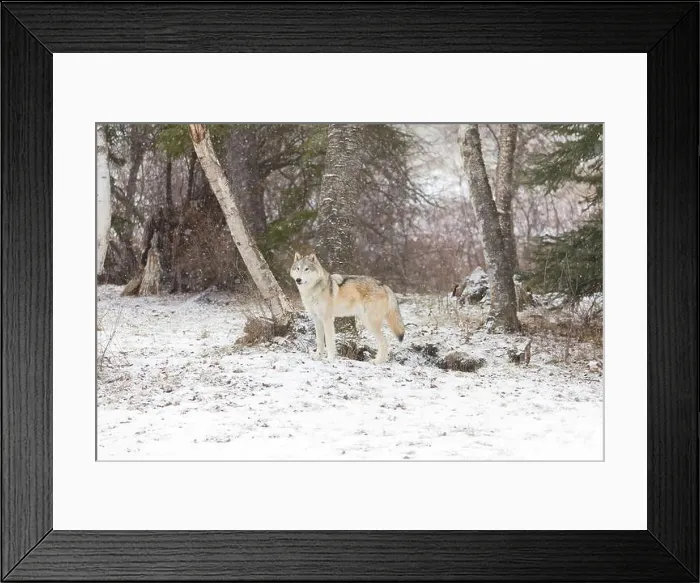 Framed Print : Grey wolf Canis lupus, adult standing at forest edge during snowfall, Montana, USA, March Framed Print : Grey wolf Canis lupus, adult standing at forest edge during snowfall, Montana, USA, March