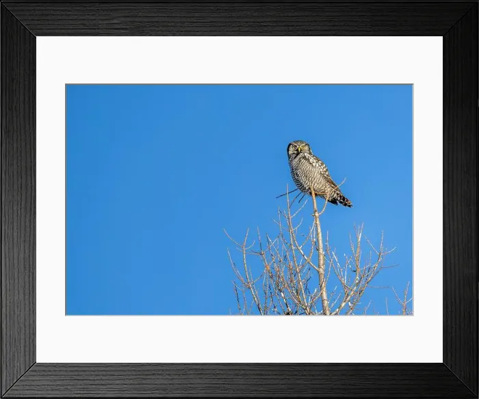 Framed Print : Northern Hawk Owl (Surnia ulula) in the boreal forest of Saskatchewan Framed Print : Northern Hawk Owl (Surnia ulula) in the boreal forest of Saskatchewan
