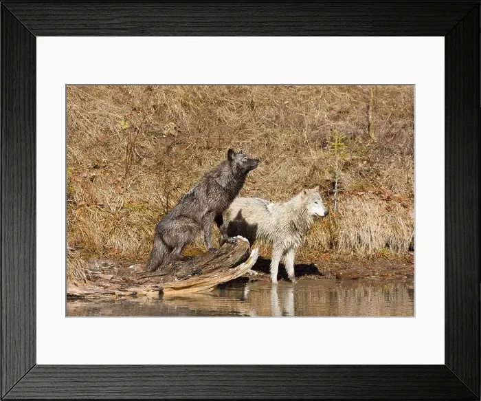 Framed Print : Grey wolf Canis lupus, 2 adults standing at river edge, Montana, USA, March Framed Print : Grey wolf Canis lupus, 2 adults standing at river edge, Montana, USA, March