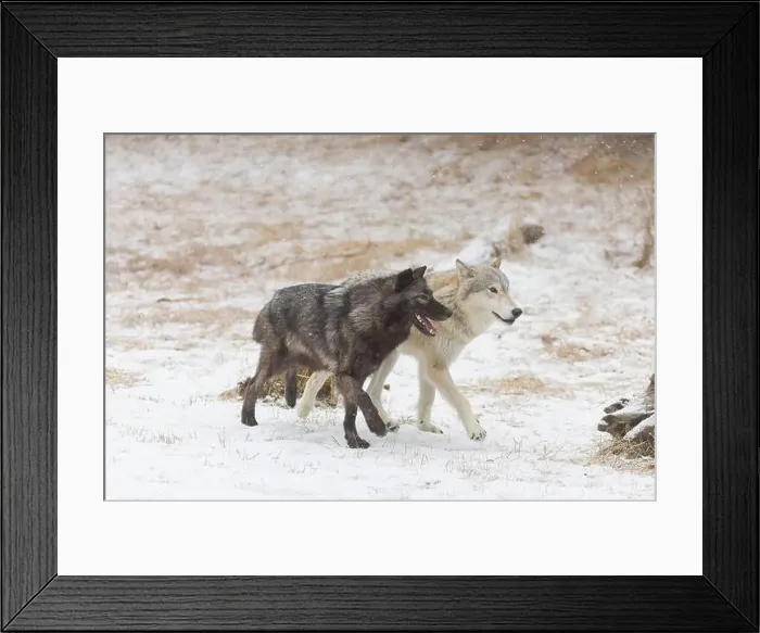Framed Print : Grey wolf Canis lupus, 2 adults walking on snow, Montana, USA, March Framed Print : Grey wolf Canis lupus, 2 adults walking on snow, Montana, USA, March