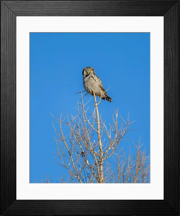 Framed Print : Northern Hawk Owl (Surnia ulula) in the boreal forest of Saskatchewan Framed Print : Northern Hawk Owl (Surnia ulula) in the boreal forest of Saskatchewan