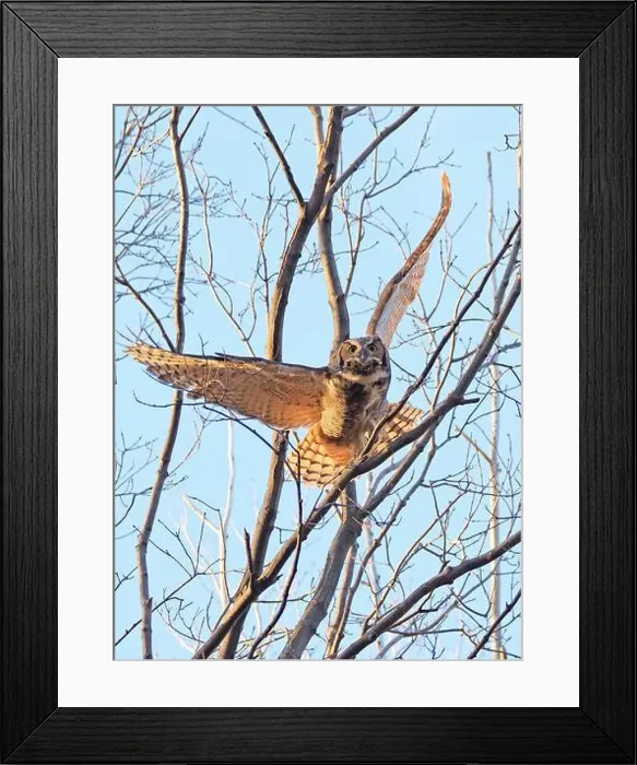 Framed Print : Great-horned Owl flying in the forest, Quebec, Canada Framed Print : Great-horned Owl flying in the forest, Quebec, Canada