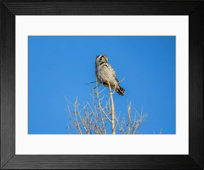 Framed Print : Northern Hawk Owl (Surnia ulula) in the boreal forest of Saskatchewan Framed Print : Northern Hawk Owl (Surnia ulula) in the boreal forest of Saskatchewan