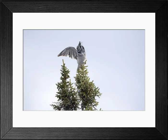 Framed Print : Northern Hawk Owl (Surnia ulula) in the boreal forest of Saskatchewan Framed Print : Northern Hawk Owl (Surnia ulula) in the boreal forest of Saskatchewan