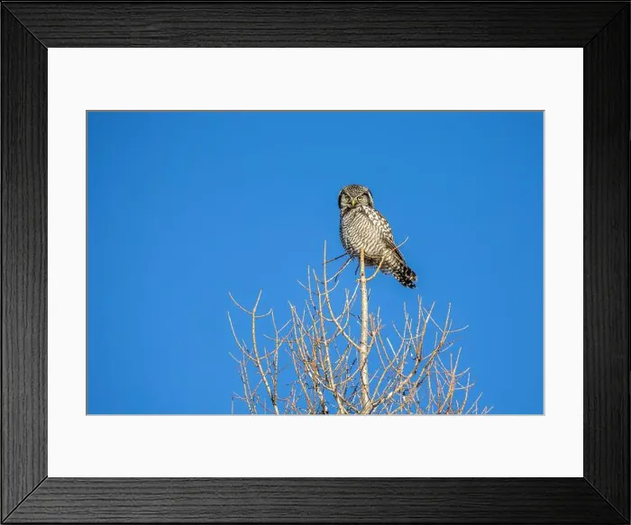 Framed Print : Northern Hawk Owl (Surnia ulula) in the boreal forest of Saskatchewan Framed Print : Northern Hawk Owl (Surnia ulula) in the boreal forest of Saskatchewan