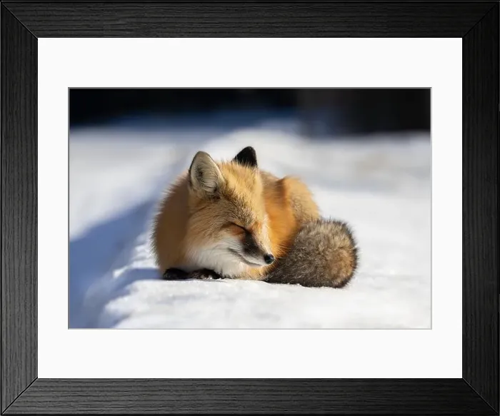 Framed Print : Red Fox (Vulpes vulpes) in Prince Albert National Park, Saskatchewan, Canada Framed Print : Red Fox (Vulpes vulpes) in Prince Albert National Park, Saskatchewan, Canada