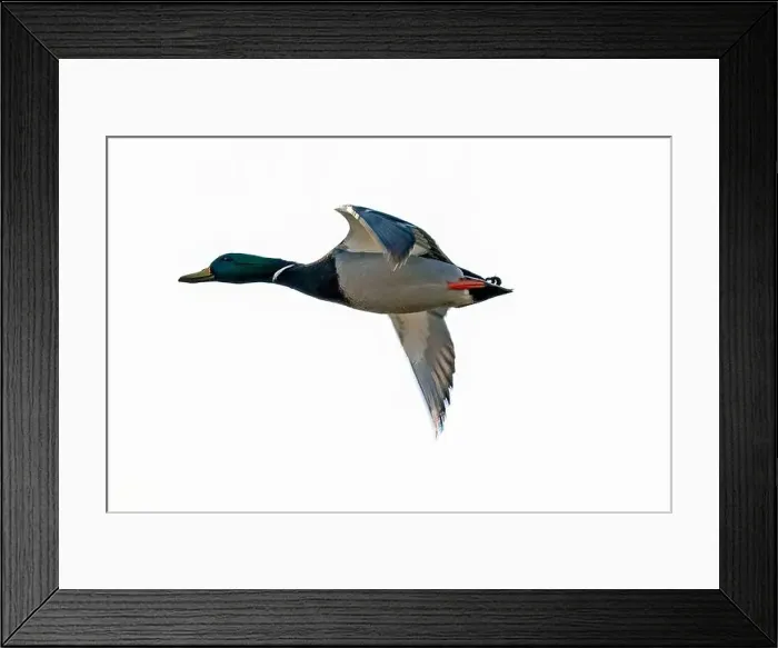 Framed Print : A Mallard duck in flight over Southwestern Ontario, Canada Framed Print : A Mallard duck in flight over Southwestern Ontario, Canada