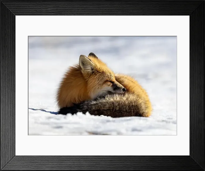 Framed Print : Red Fox (Vulpes vulpes) in Prince Albert National Park, Saskatchewan, Canada Framed Print : Red Fox (Vulpes vulpes) in Prince Albert National Park, Saskatchewan, Canada
