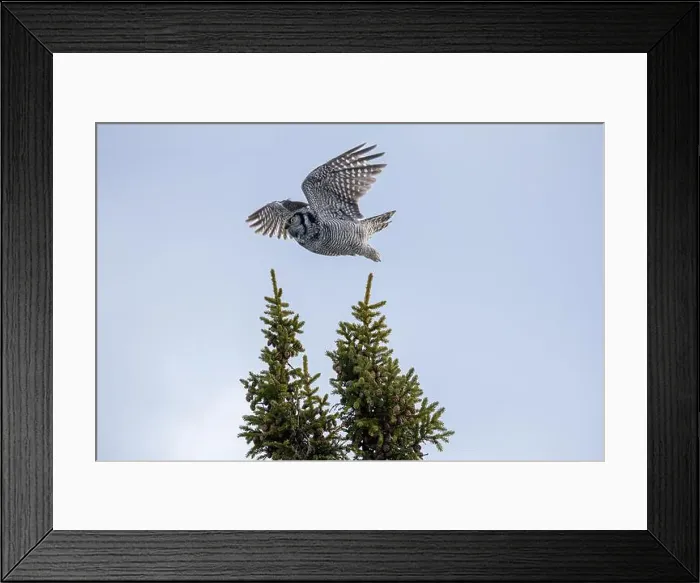 Framed Print : Northern Hawk Owl (Surnia ulula) in the boreal forest of Saskatchewan Framed Print : Northern Hawk Owl (Surnia ulula) in the boreal forest of Saskatchewan