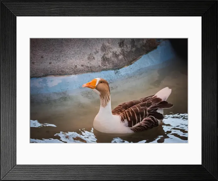 Framed Print : Close up of a Scania goose swimming in a pond, greylag goose, Anser anser, with orange beak. Copy space Framed Print : Close up of a Scania goose swimming in a pond, greylag goose, Anser anser, with orange beak. Copy space