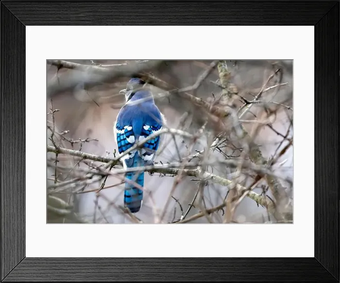 Framed Print : A colourful Blue Jay perched in a thicket in Southwestern Ontario, Canada Framed Print : A colourful Blue Jay perched in a thicket in Southwestern Ontario, Canada