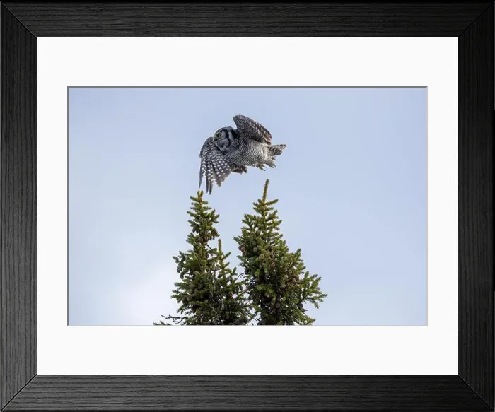 Framed Print : Northern Hawk Owl (Surnia ulula) in the boreal forest of Saskatchewan Framed Print : Northern Hawk Owl (Surnia ulula) in the boreal forest of Saskatchewan