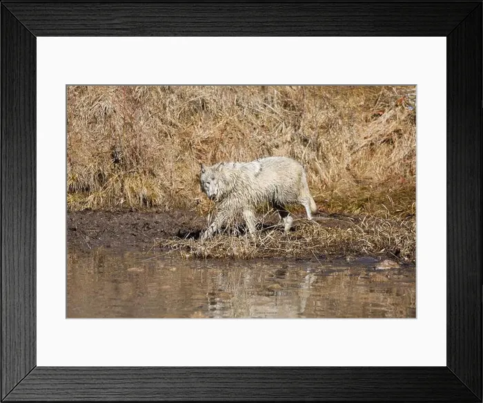 Framed Print : Grey wolf Canis lupus, adult walking at river edge, Montana, USA, March Framed Print : Grey wolf Canis lupus, adult walking at river edge, Montana, USA, March