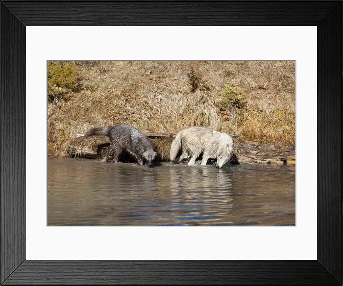 Framed Print : Grey wolf Canis lupus, 2 adults walking at river edge, Montana, USA, March Framed Print : Grey wolf Canis lupus, 2 adults walking at river edge, Montana, USA, March