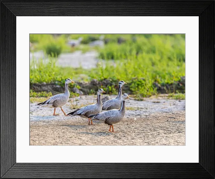 Framed Print : Four Bar Headed Goose strolling in field Framed Print : Four Bar Headed Goose strolling in field