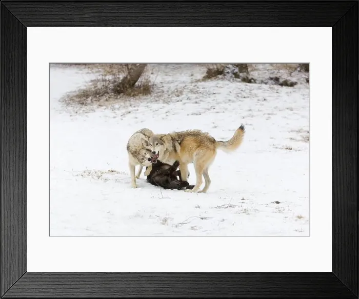 Framed Print : Grey wolf Canis lupus, 3 adults playing on snow, Montana, USA, March Framed Print : Grey wolf Canis lupus, 3 adults playing on snow, Montana, USA, March